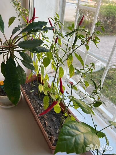 Горький перец для оконного выращивания