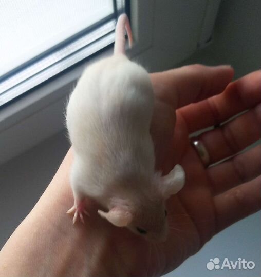 Декоративные мышки