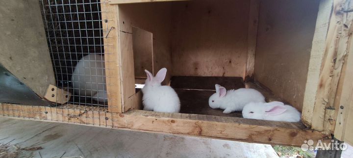 Кролики и клетки