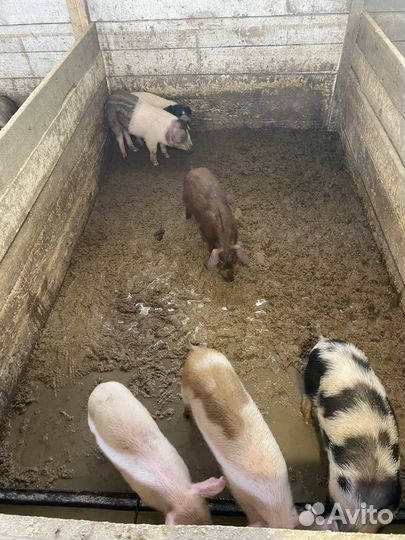 Поросята, свиньи, бараны Дорпер, быки