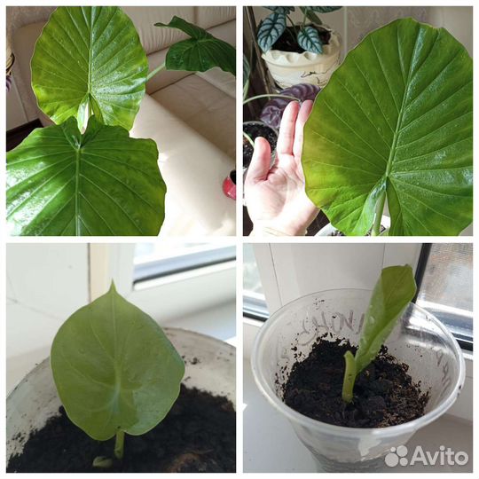 Алоказии детки