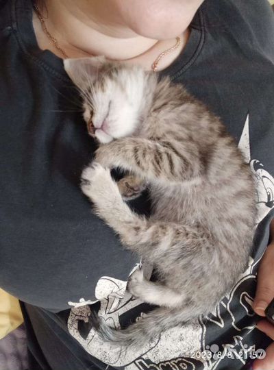 Самый трогательный котенок в мире