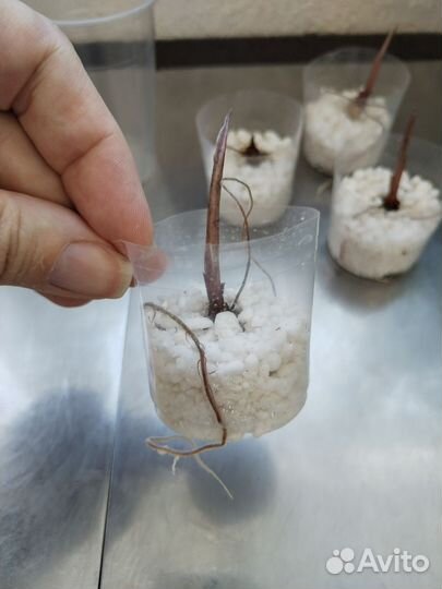 Алоказия Полли детки