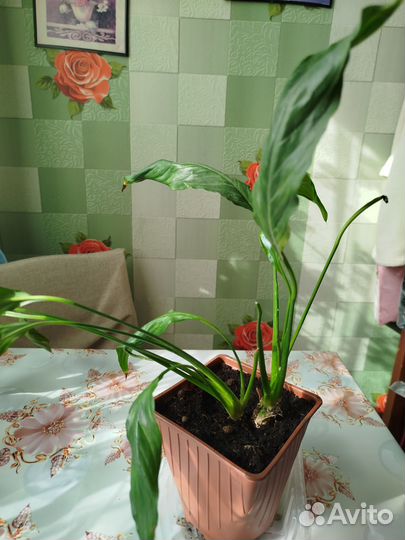 Комнатные растения цветы