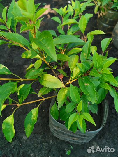 Вейгела, бульданеж форзиция