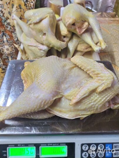 Курица домашняя