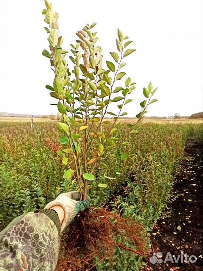 Кизильник саженцы