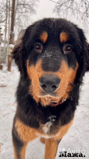 Щенки Банхар