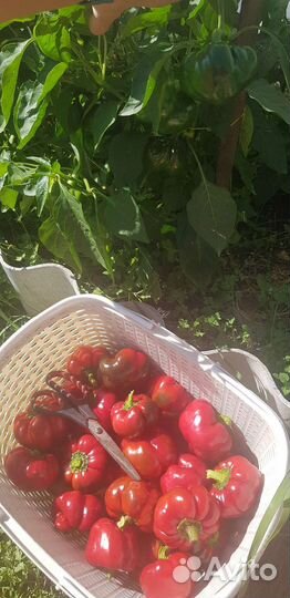 Семена перца острого гогошары