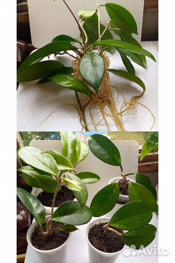 Цветы:Хойя восковой плющ Сarnosa и Белла ампельная