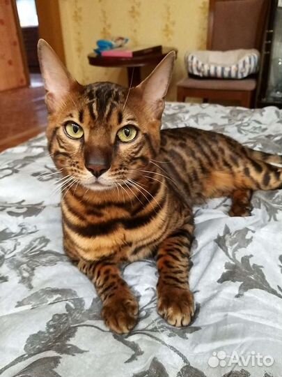 Бенгальский котик для вязки