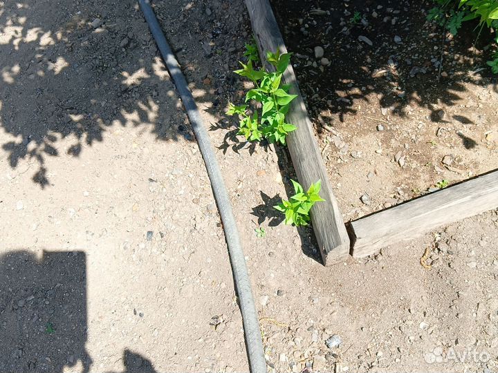 Саженцы сливы, слива бордовая