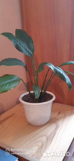 Спатифиллум