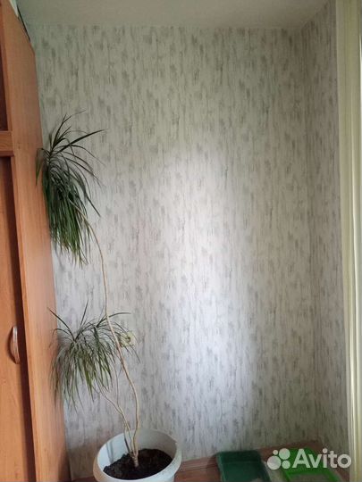 Драцена маргината пальма 2 м высотой