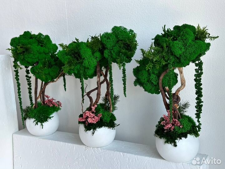 Дерево со стабилизированным мхом