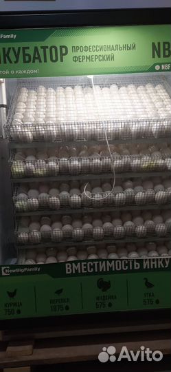 Утка Агидель