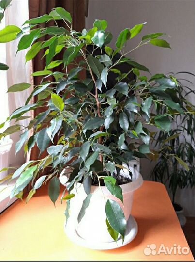 Фикус бенджамина Экзотика