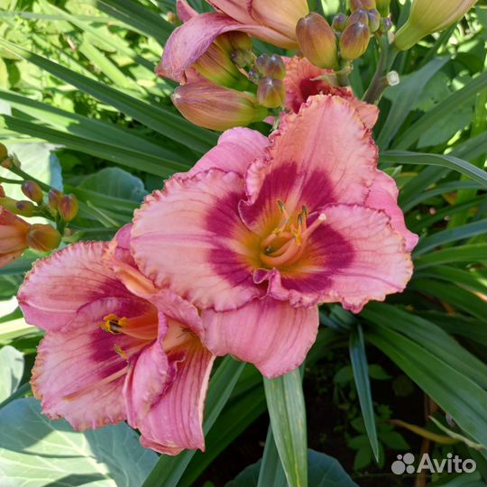 Лилейники сортовые