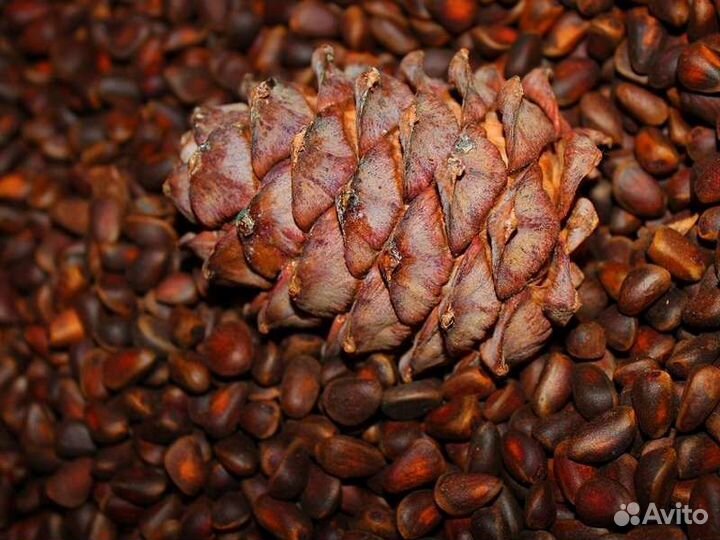 Орех кедровый урожай 2023