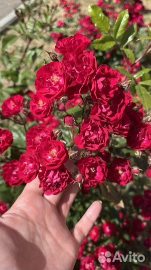 Роза полиантовая - Альберих