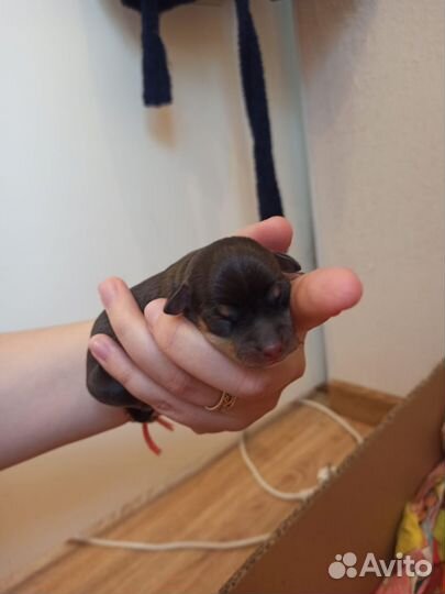 Той-терьер щенки