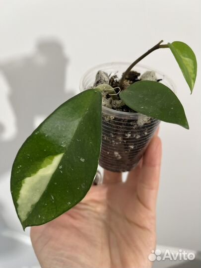 Хойя карноза триколор