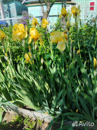 Ирисы крупные