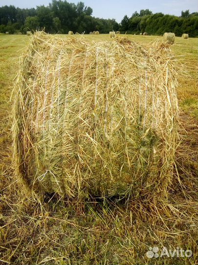 Сено викосмесь