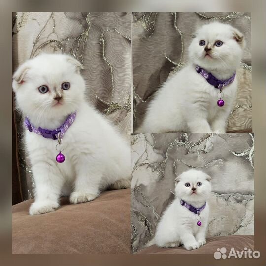 Шотландские котята