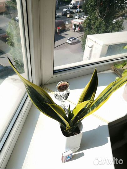 Сансевиерия голден flame