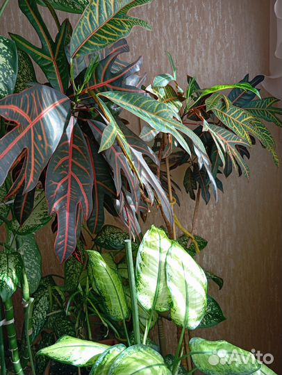 Кодиеум кротон