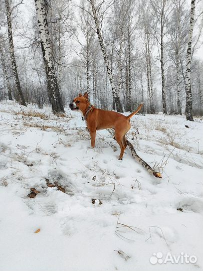 Вязка стаффордширский терьер
