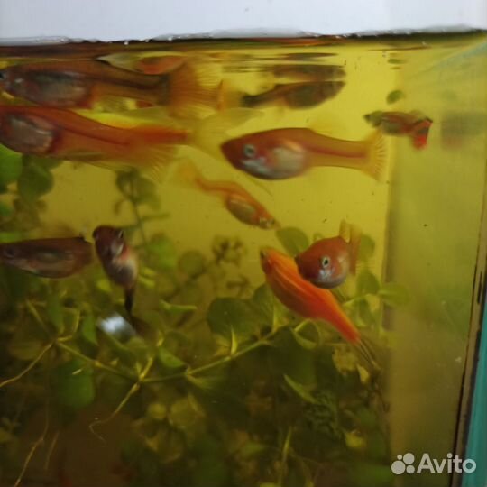 Рыбки гуппи мальки