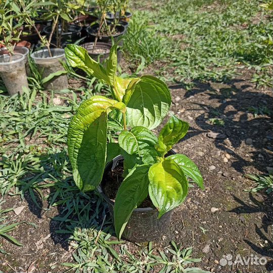 Вейгела Лайм Монстер