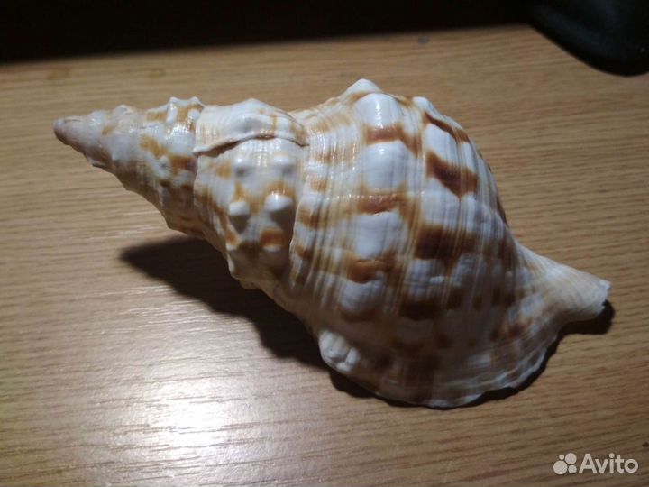 Ракушка морская за 2 штуки