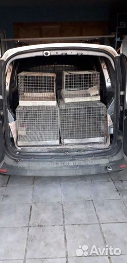 Клетка-витрина для перевозки и продажи разборная д