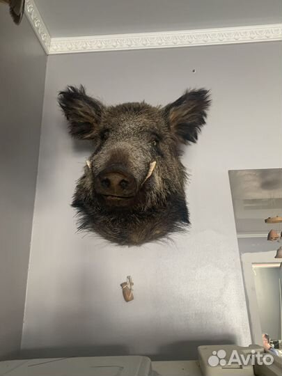 Чучело головы кабана