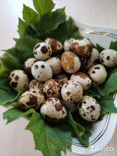 Яйца перепелиные