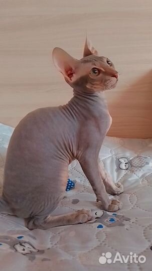 Сфинкс девочка