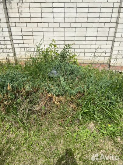 Можевельник