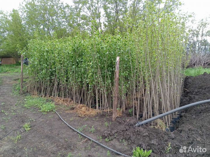 Тополь пирамидальный колоновидный без пуха