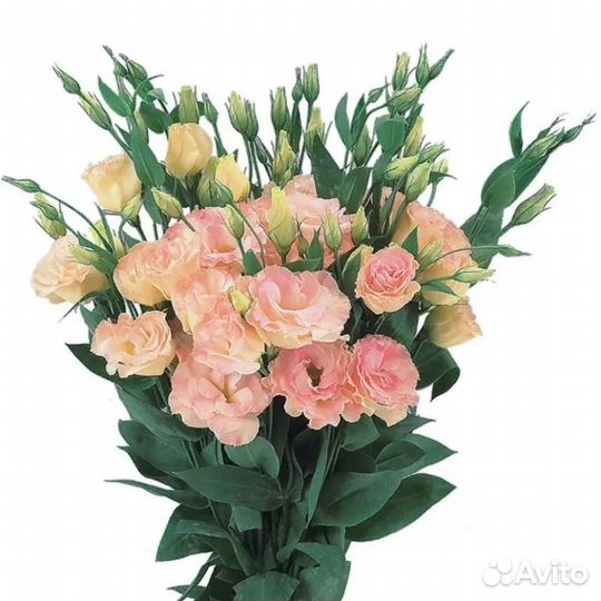 Рассада эустомы Лизиантус