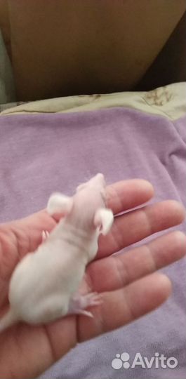 Крыски лысые(сфинкс)