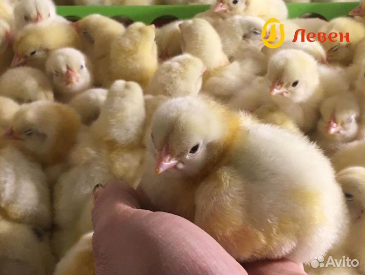 Цыплята суточные бройлер кобб 500 и росс 308