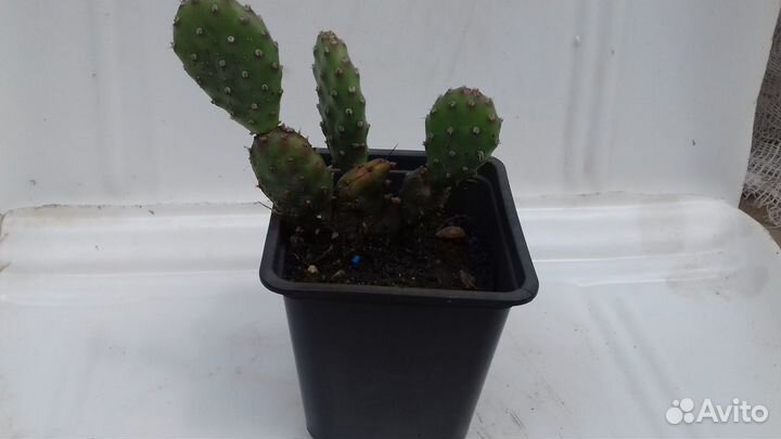 Зимостойкая карликовая опунция 