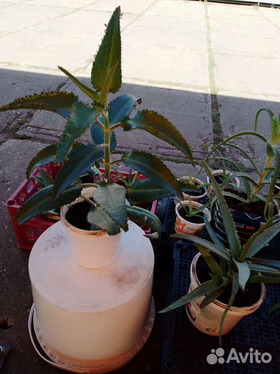 Каланхоэ. Алоэ. Золотой ус