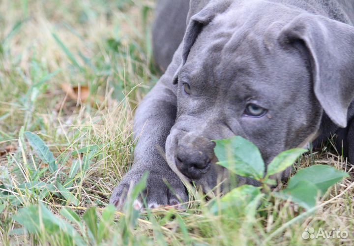 Породные щенки Американского булли от Star Karuna