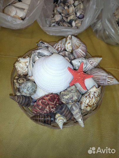 Морские ракушки