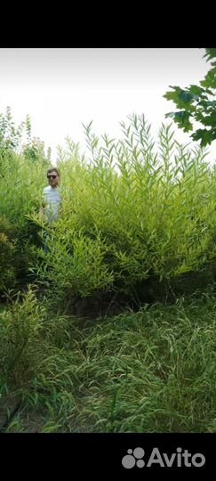 Ива шаровидная ива плакучая белая