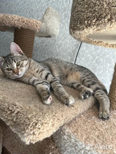 Кошки в добрые руки